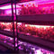 СИД выращивания растения 1W SMD 3030 740nm 745nm растет светлый обломок